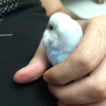 The owner of the lovebird chicks feeds them a few eggs