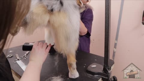 Grooming Shelby the Australian Shepherd.mp4