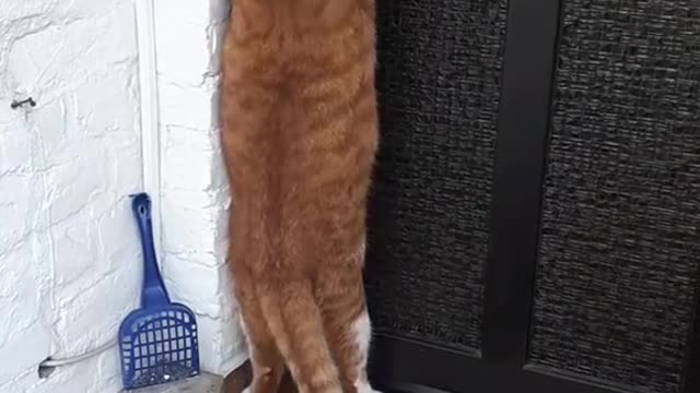 This dog can't allow this cat to enter their home