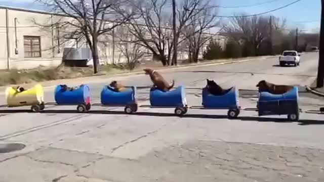 Interesting Train Of Dogs