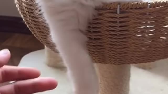 Cats are so funny PART 300 FUNNY CAT VIDEOS TIK TOK #Shorts
