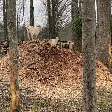 GOAT Battles on the Wood Chips 03.2020