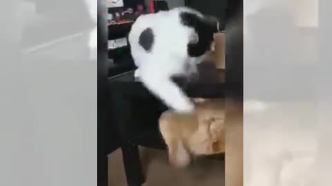 Cute Funny Animals Videos- The Best Cats @Animals Fun zone