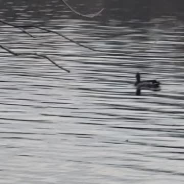 Mr duck looking for his mate