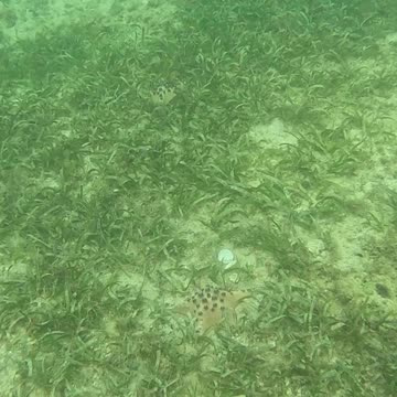Snorkeling Adventures Philippines. Starfish everywhere!!! Starfish are really amazing to see.