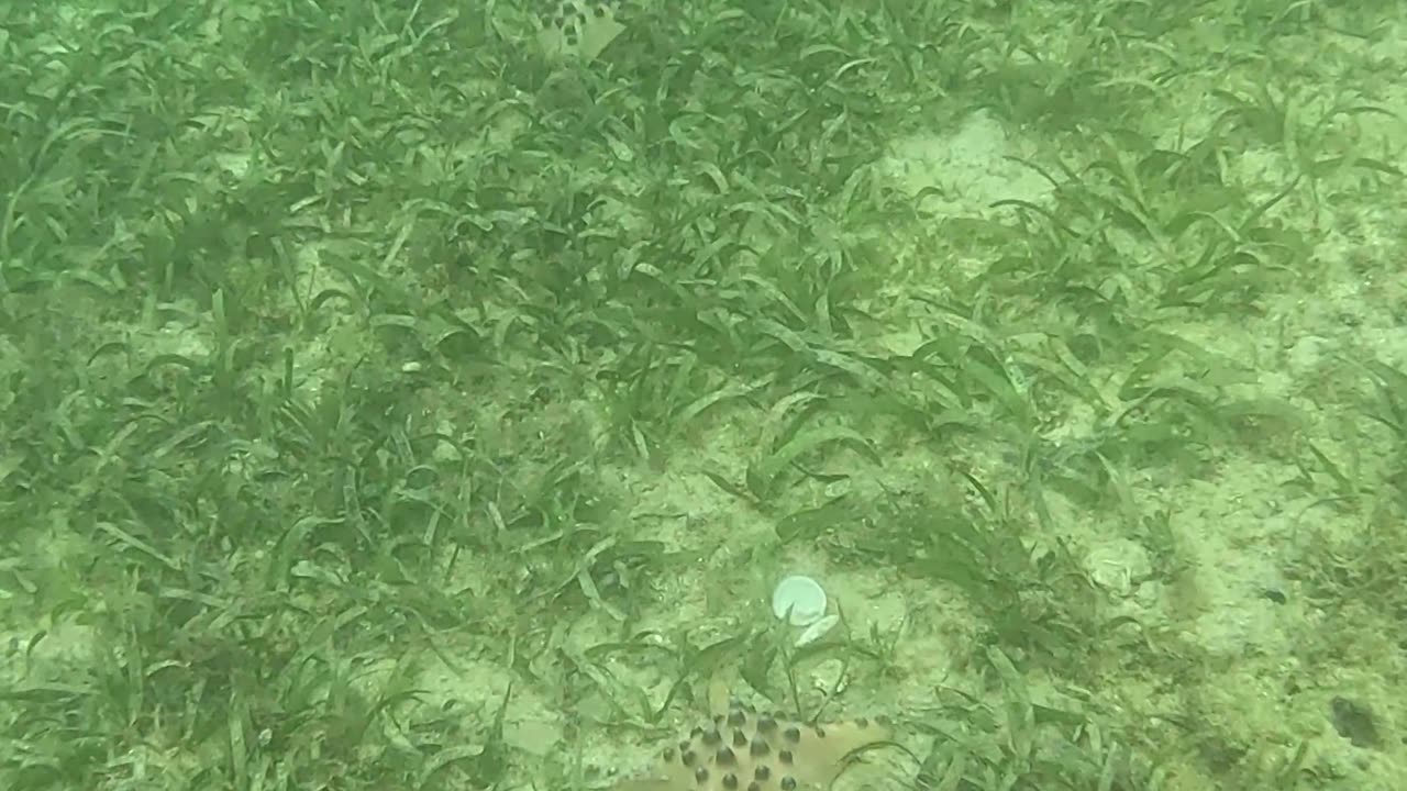 Snorkeling Adventures Philippines. Starfish everywhere!!! Starfish are really amazing to see.