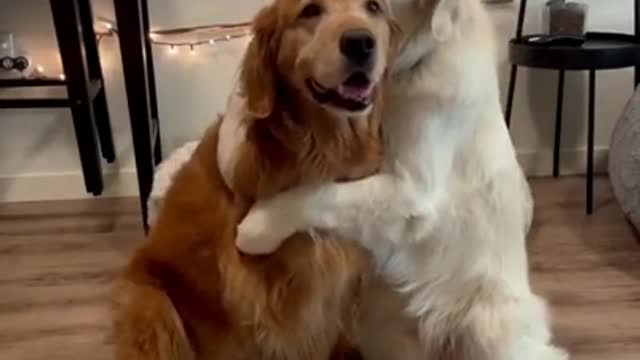 Baby Dogs - Cute and Funny Dog Videos Compilation