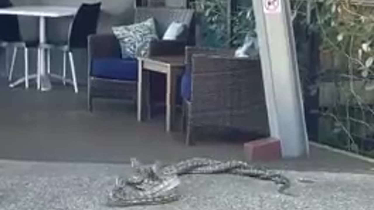 You can tell it's Australia by the fact no one seems fazed in the slightest.