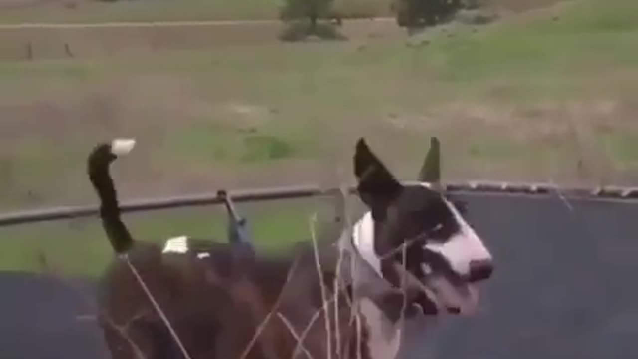 Funny Animal Videos