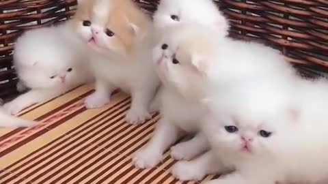 Funny Cute Cats - Heart Melting Cats!