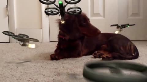 Wienerdog exploding Dachshund desperately wants to befriend kitty dog