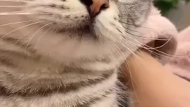 Cute cat will make you the best day