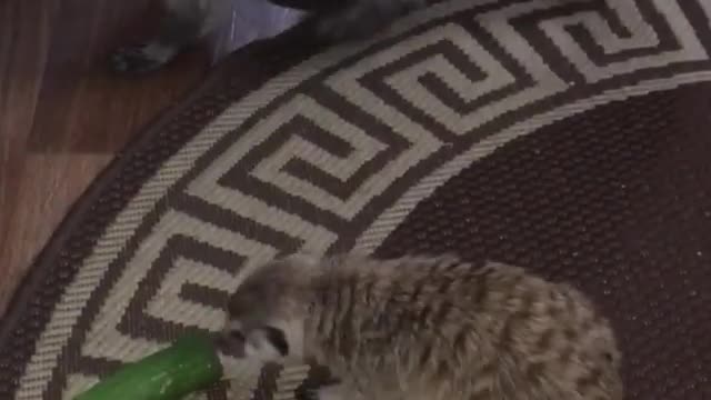 Raccoon and Meerkat Get into a Scrape Over Scraps