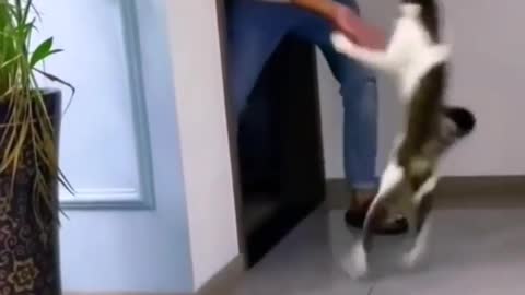 Funnny cat playing with boy