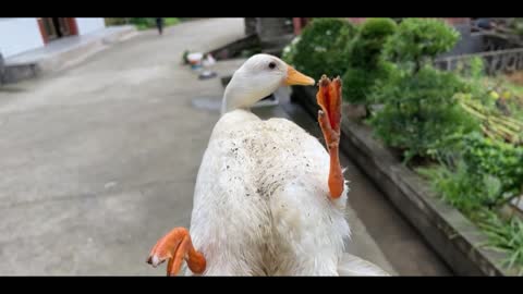 white duck