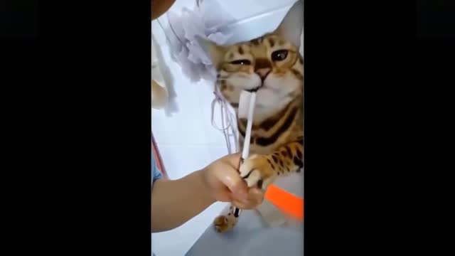 Funny animals [] Try not to laugh compilation 46