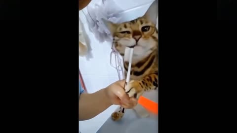 Funny animals [] Try not to laugh compilation 46