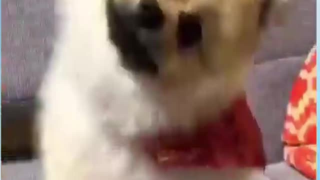 My little puppy is getting enjoy with his dancing moves