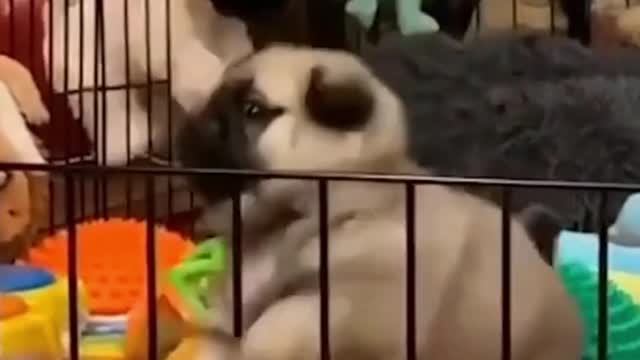 Poor Pug just wants that Chimkin