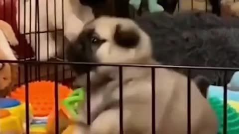 Poor Pug just wants that Chimkin