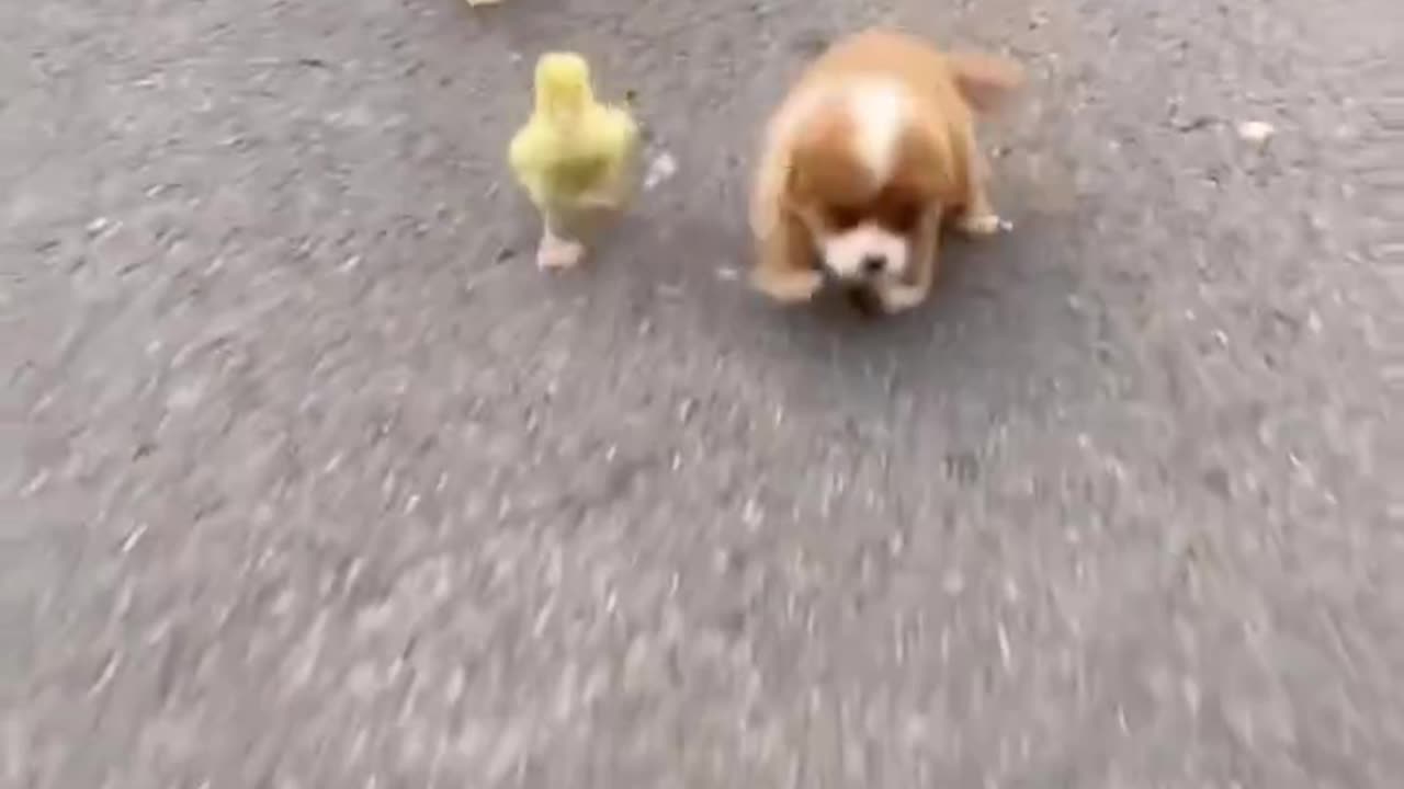 Adorable and Hilarious Viral Animal Videos You Can't Miss