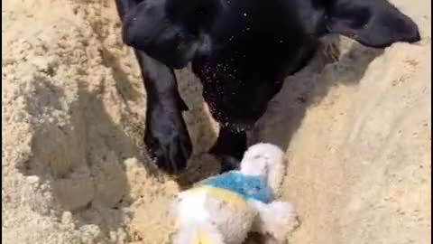 Dog Trying to save a Toy Doll