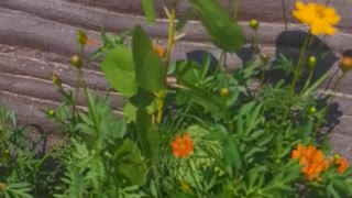 Small tree and small flowers beside the stone