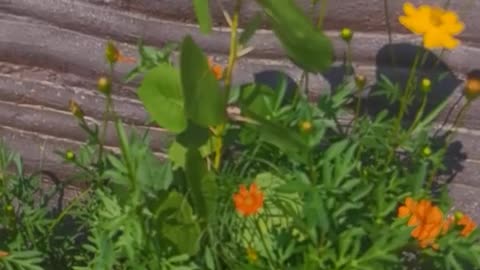 Small tree and small flowers beside the stone