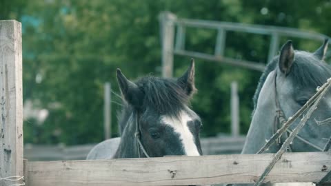 Two little horses standing in the paddock outdoors