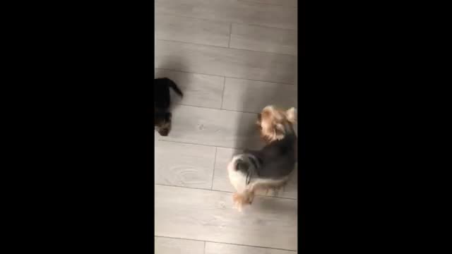 Yorkie puppy eagerly meets new friends ferrets