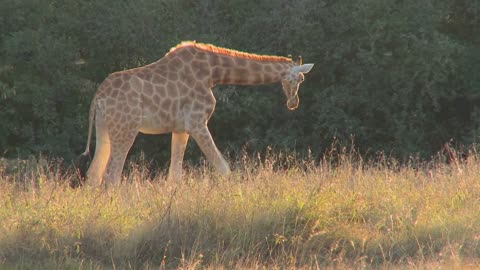 A giraffe grazes in golden grass on the African savannah