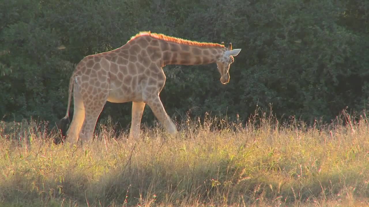 A giraffe grazes in golden grass on the African savannah