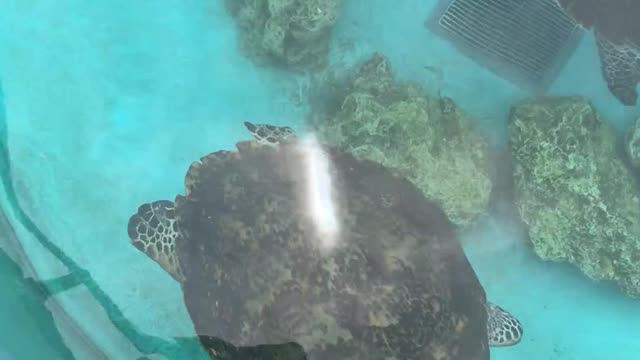 an elegant turtle