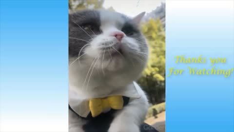 Compilation Cute Pets