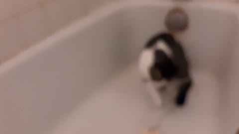 Cat in the tub