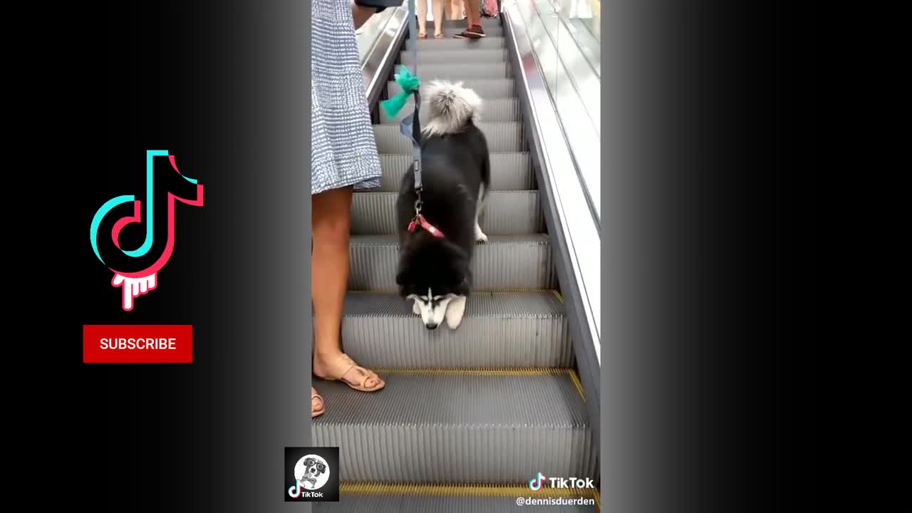 funny dogs on tiktok husky