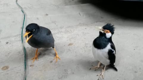 a duet of 2 types of starlings, their voices are very beautiful