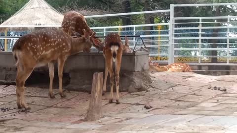 The sika deer eats grass with its children.