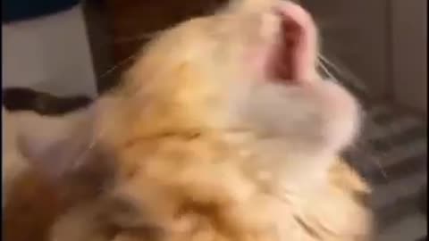 Funny animals 2024 😆 - Funniest Cats and Dogs Videos 🐕🐈 #funnyanimals #cats #dogs #pets #shorts