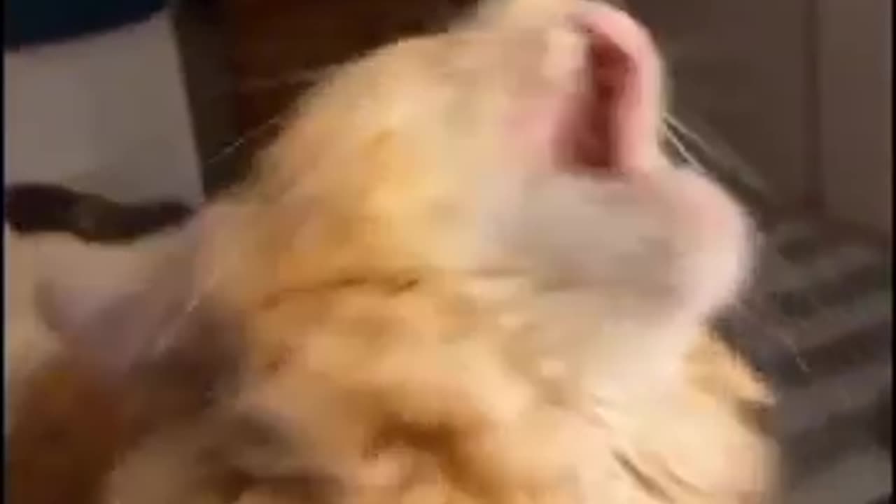 Funny animals 2024 😆 - Funniest Cats and Dogs Videos 🐕🐈 #funnyanimals #cats #dogs #pets #shorts