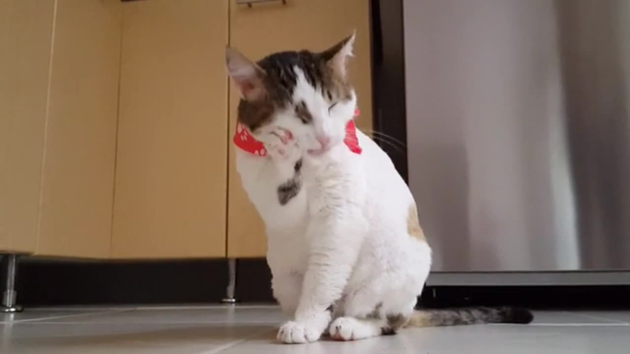 Funny cat video