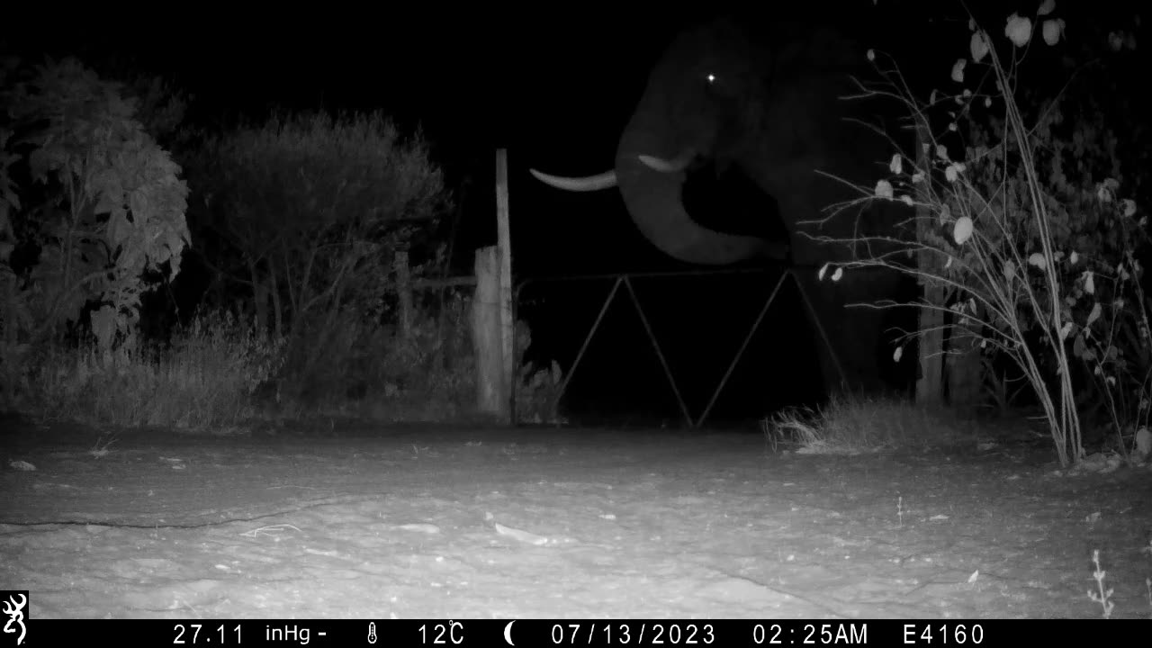 Bull Elephant Determined To Eat Pods