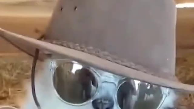 FunnY 🐱🐱🐈🐱#shorts#short#viran #funnyvideo