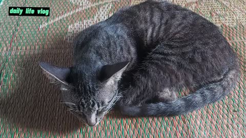 sleeping cats love roots in the middle of the house