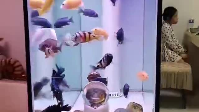 Most colorful freshwater fish (1080P_HD).mp4