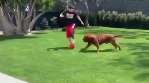 Messi dog (HULK) playing football with Barcelona star and his children