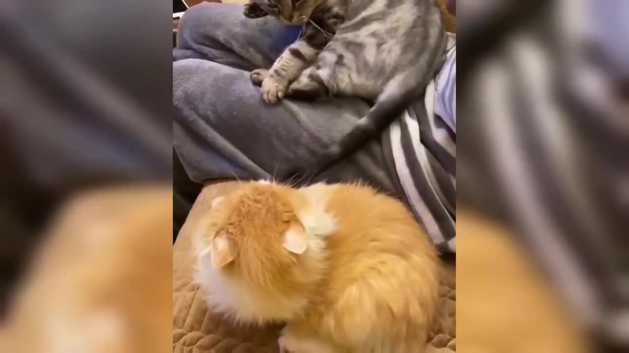 Best Funny Animal Videos🐶 Funniest Dogs And Cats Videos 😁🤣