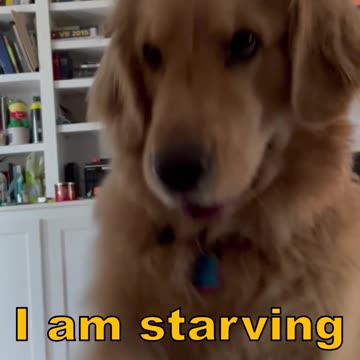 Fluffy Golden Retriever Wants HER DINNER NOW!!1 She is well fed...#dogshorts #dog #shortsviral