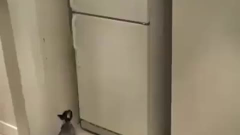 cat jump