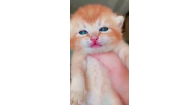 Cute Baby kitty Crying 🐱 🐱